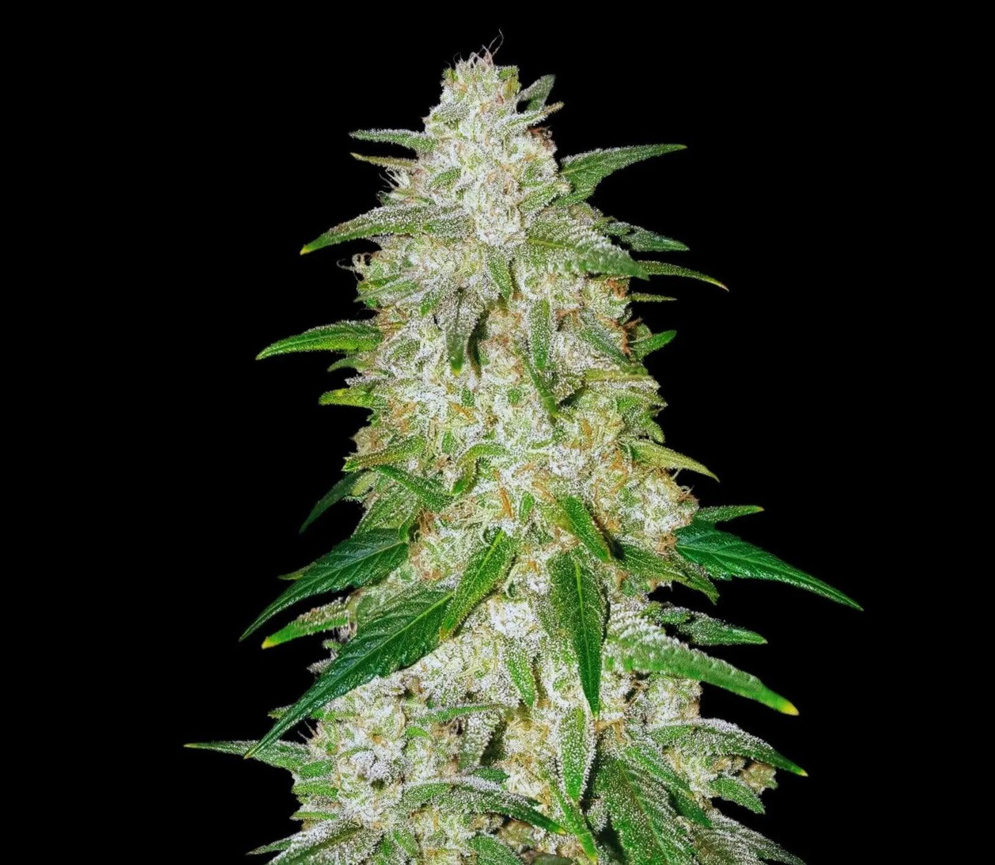 Gelato autoflower cannabis seeds hybrid dessert flavour high THC EU