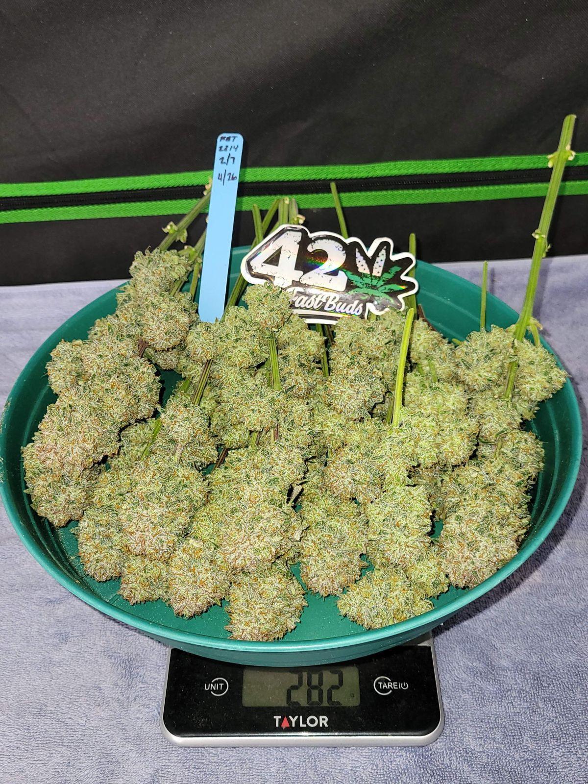 Apricot autoflower cannabis seeds indica high THC fast growing EU outdoor