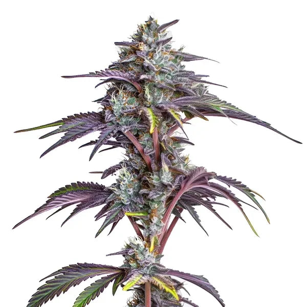 Blackberry Moonstones feminized cannabis seeds high THC premium genetics EU