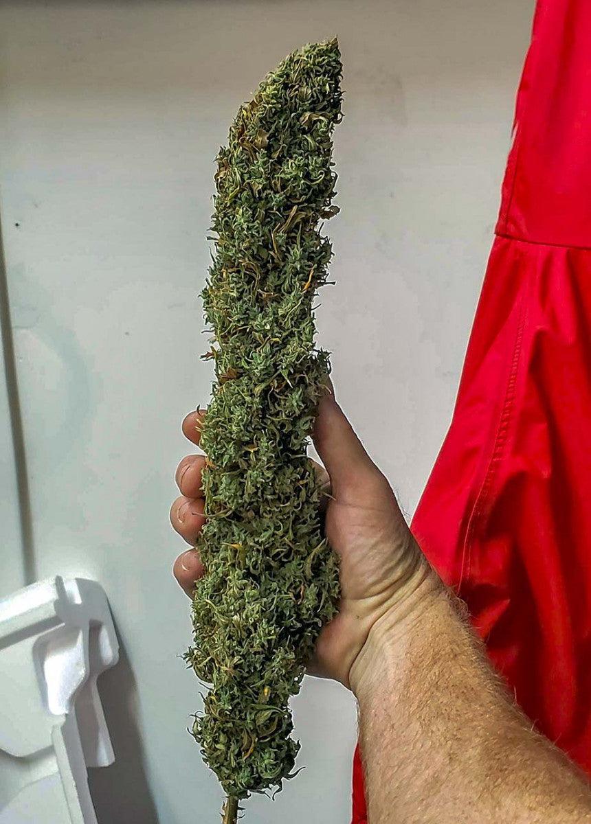 CBD 20:1 cannabis seeds high CBD low THC medicinal strain easy grow EU