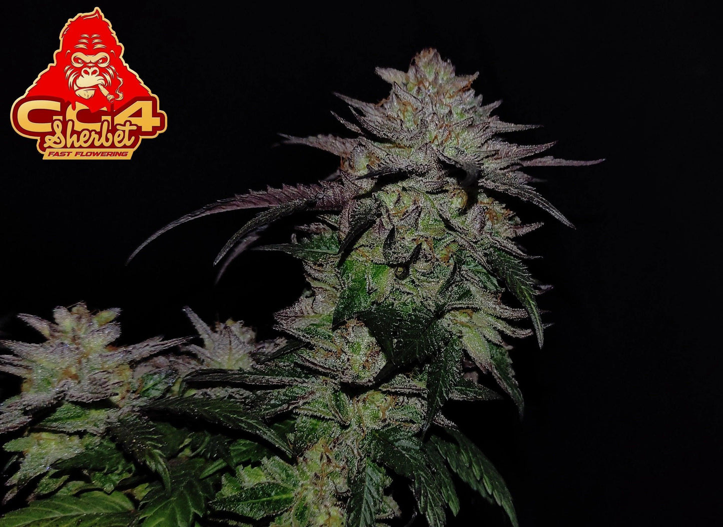 GG4 Sherbet fast flowering cannabis seeds indica dominant high THC EU
