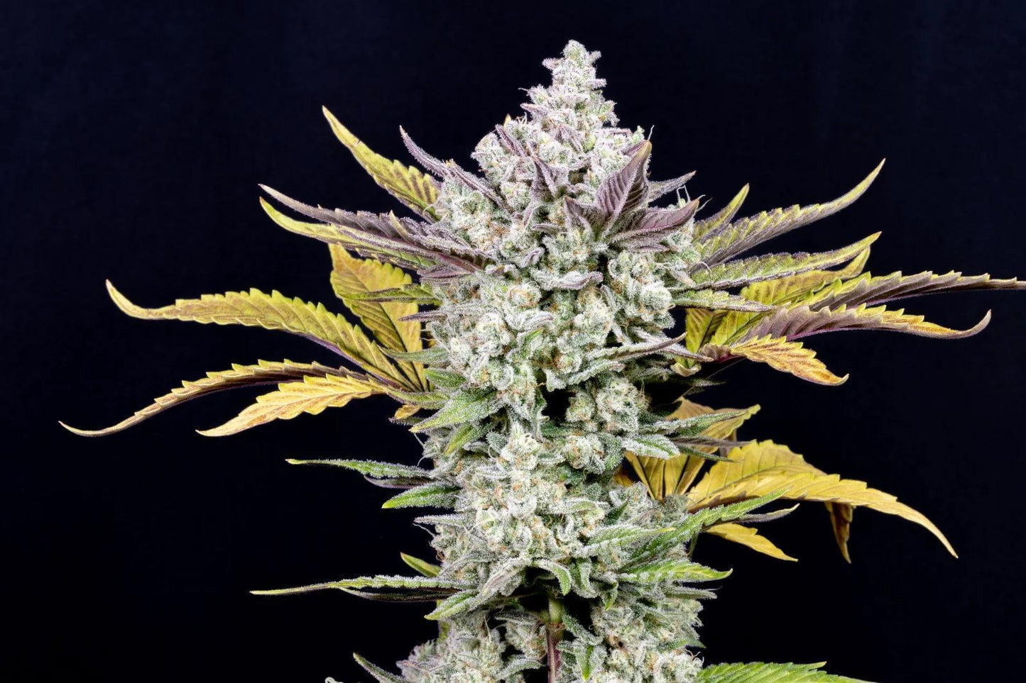 Gorilla Cookies fast flowering cannabis seeds high THC hybrid EU growers