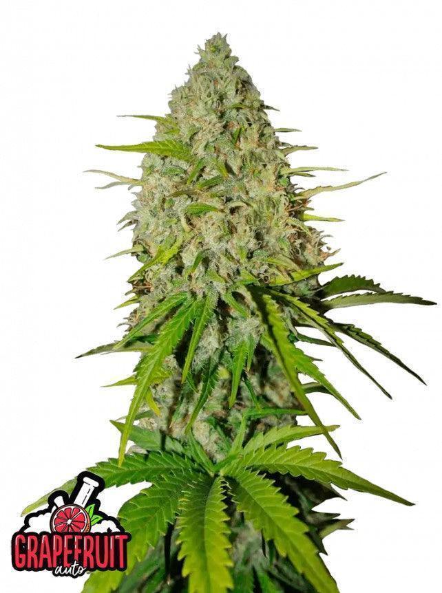 Grapefruit autoflower cannabis seeds citrus hybrid fast growing easy grow EU