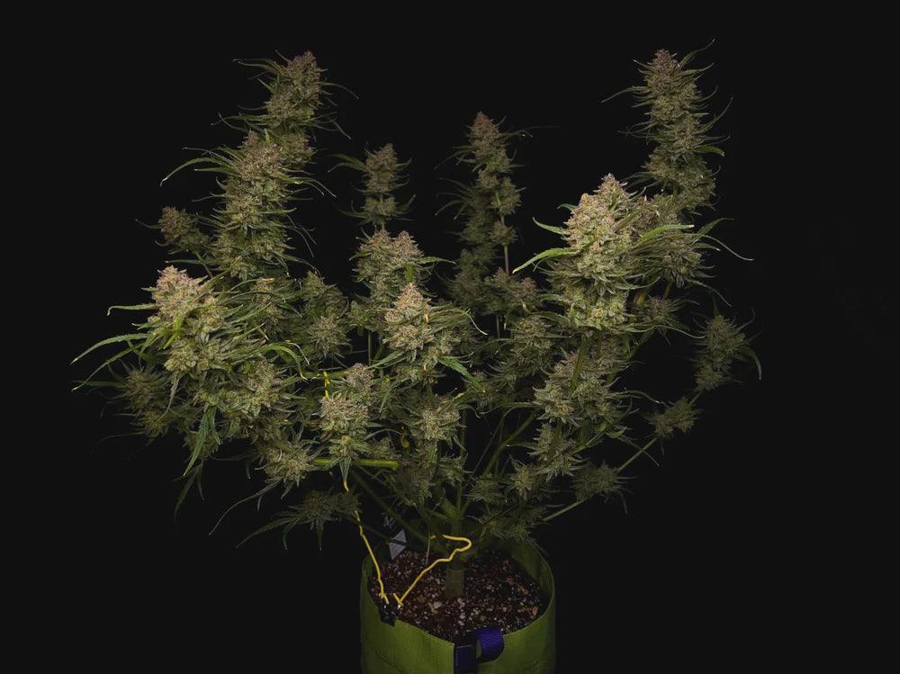 Guava autoflower cannabis seeds hybrid tropical strain fast flowering EU grow