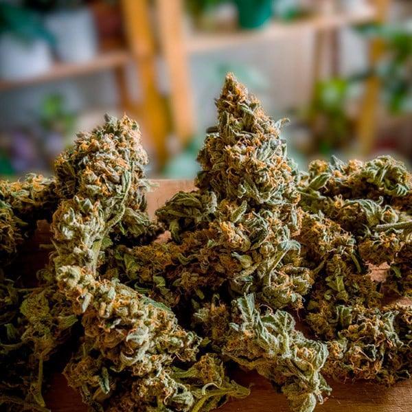 Medusa F1 cannabis genetics high performance hybrid seeds EU growers