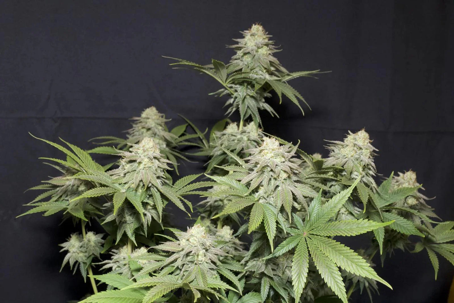 Orange Sherbet cannabis seeds hybrid citrus strain fast flowering EU grow