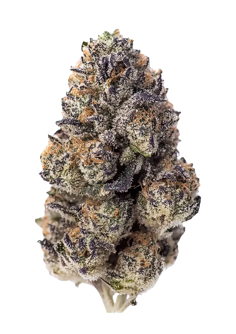 Papaya Sherbet cannabis seeds hybrid tropical sweet strain EU grow