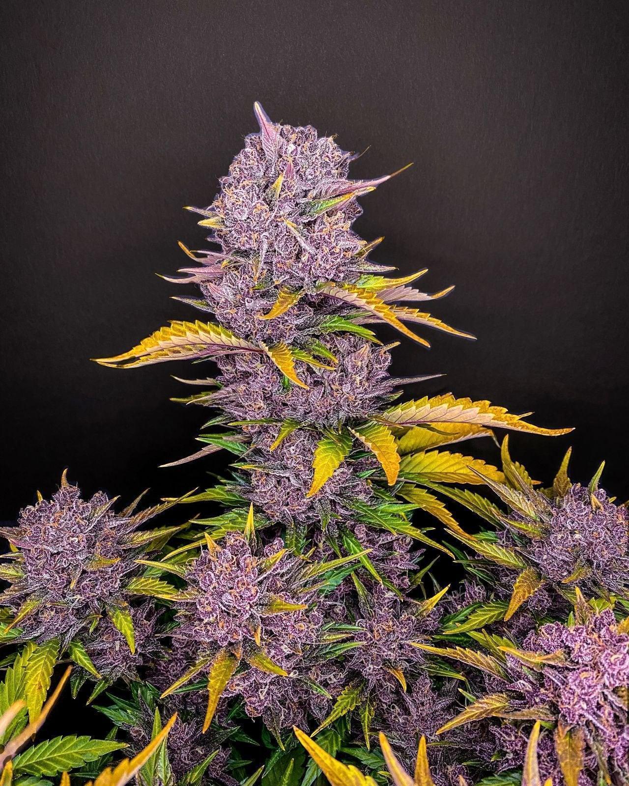 Purple Lemonade fast flowering cannabis seeds indica high THC colorful buds EU