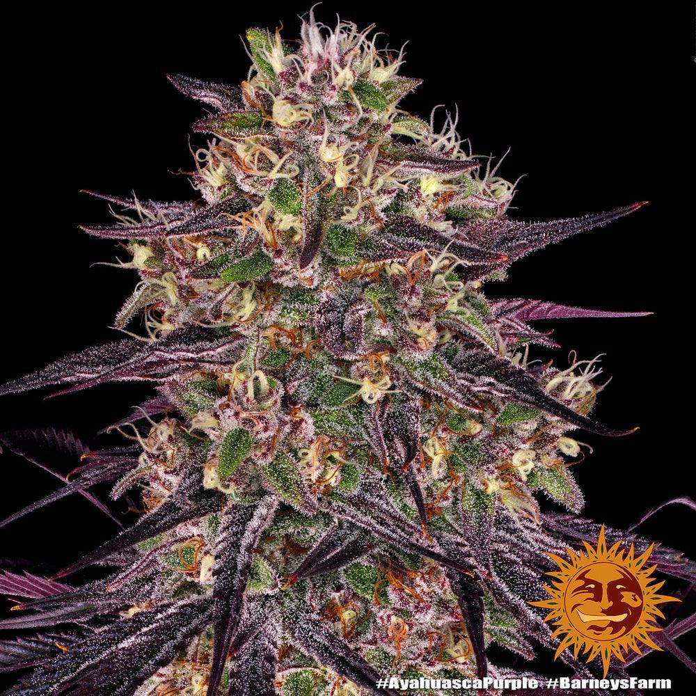 Ayahuasca Purple cannabis seeds indica relaxing strain colorful buds EU
