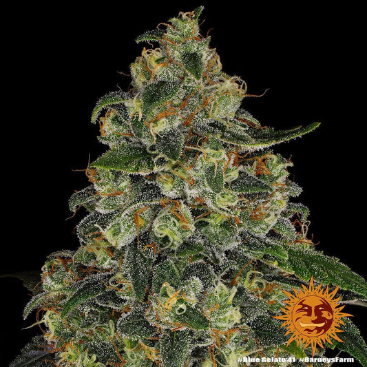 Blue Gelato cannabis seeds hybrid high THC dessert strain EU grow