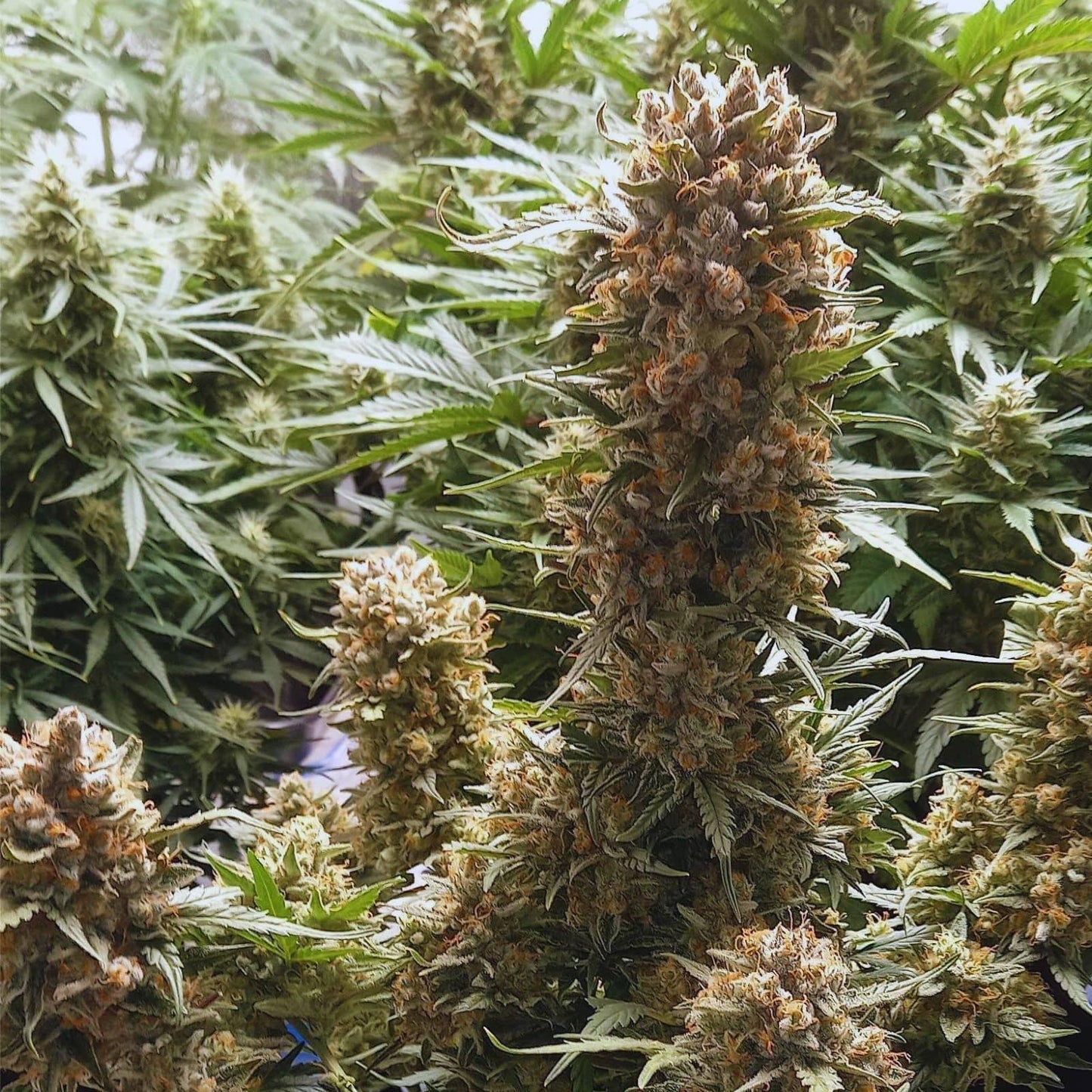 Bubblegum autoflower cannabis seeds indica sweet flavour easy grow EU