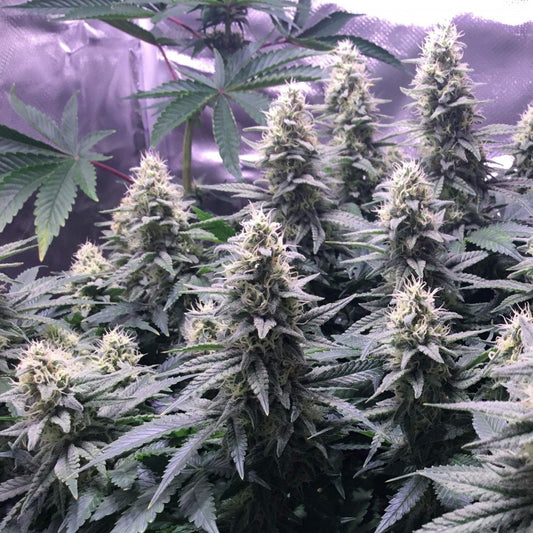 Critical Kush cannabis seeds indica high THC strong yield EU grow