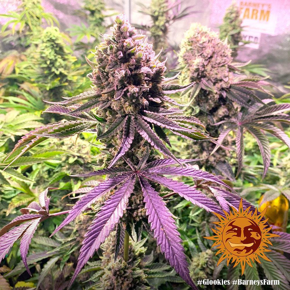 Glookies cannabis seeds hybrid high THC strong effects EU grow