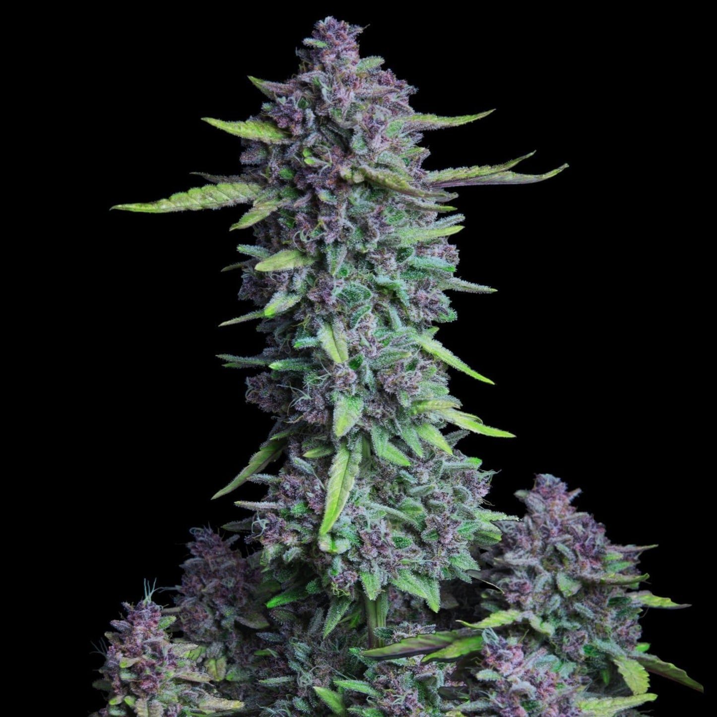 Purple Punch autoflower cannabis seeds indica high THC sweet buds EU indoor