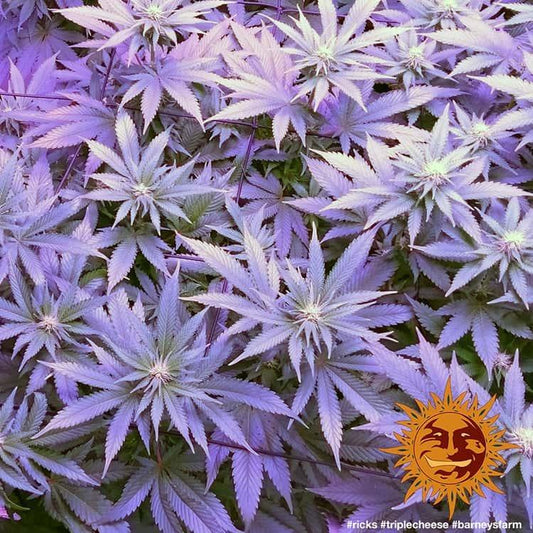 Triple Cheese cannabis seeds 22% THC indica strong aroma high yield EU