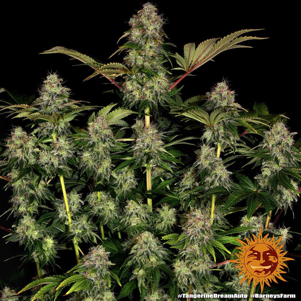 Tangerine Dream autoflower cannabis seeds citrus sativa fast flowering EU