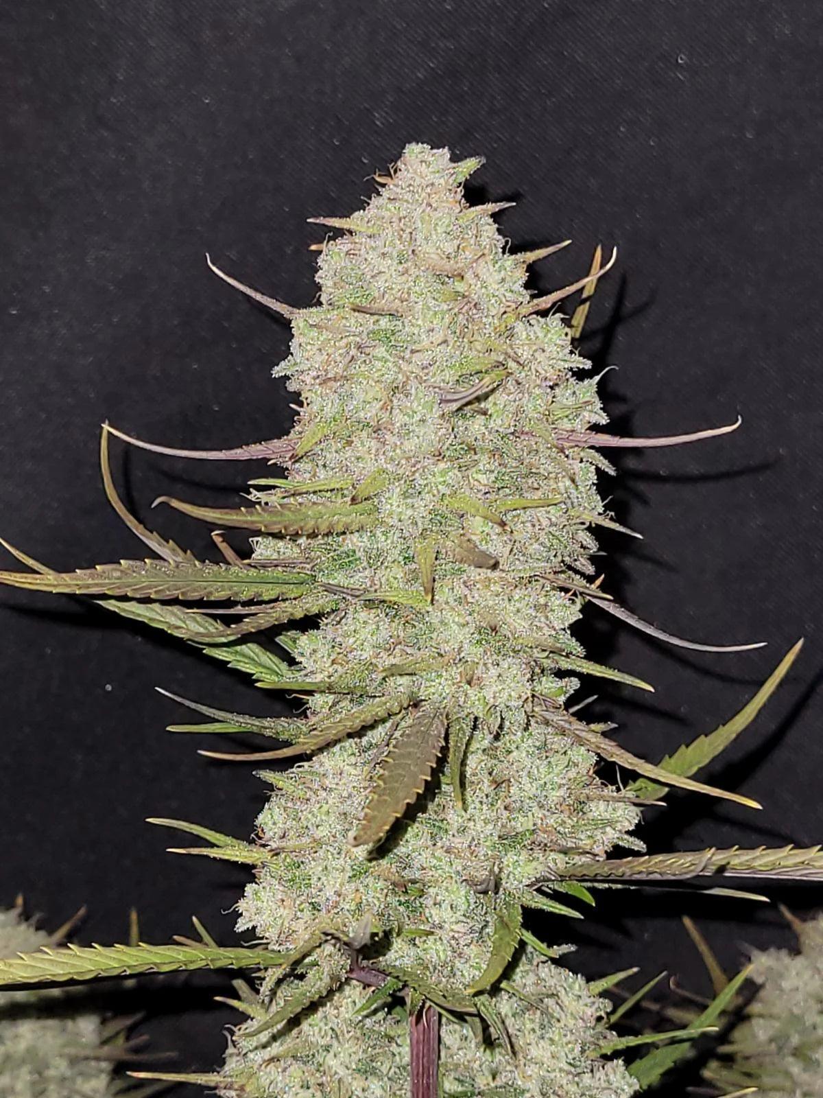 Tropicana Cookies fast flowering cannabis seeds indica citrus terpene EU