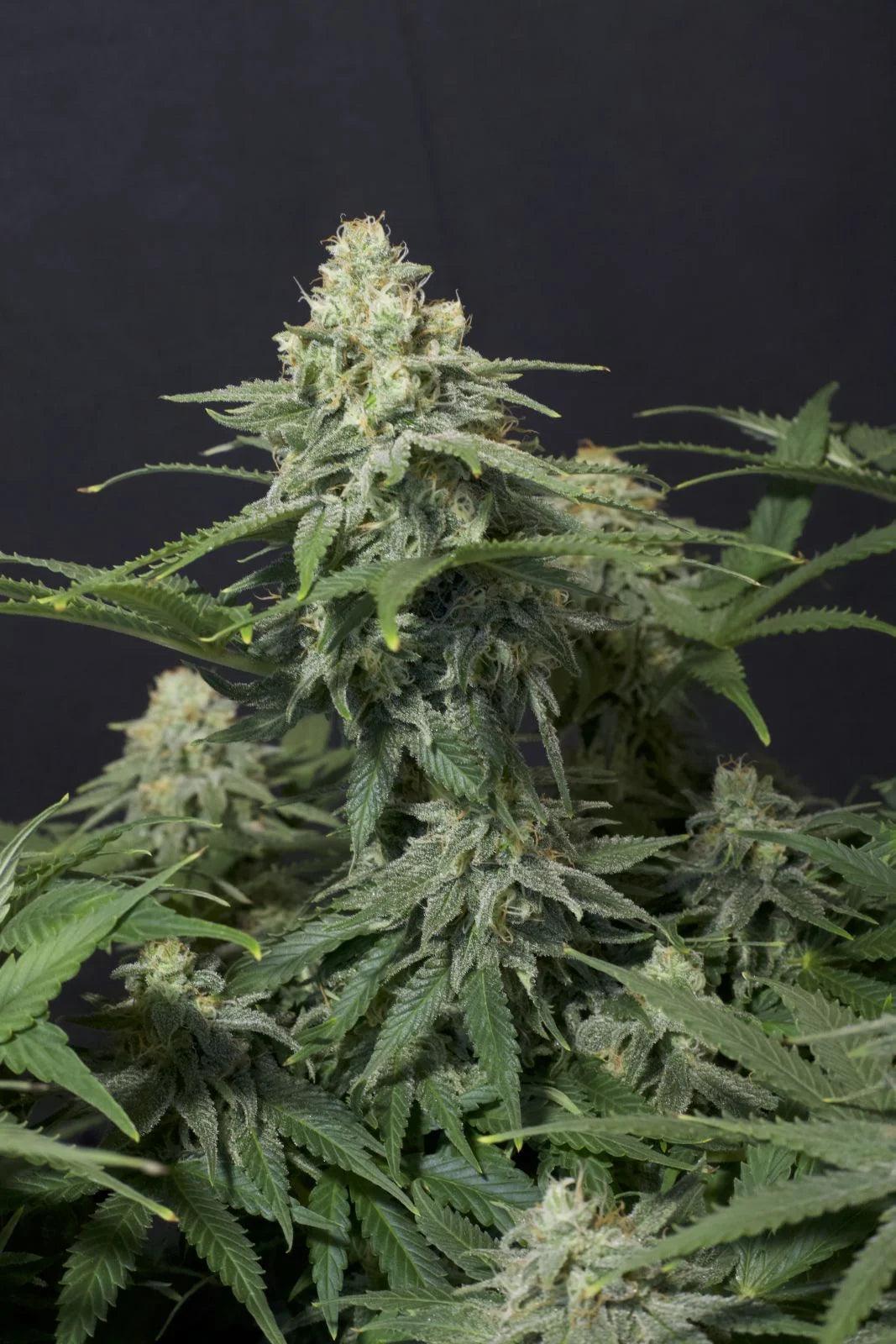 Wedding Cheesecake cannabis seeds sativa hybrid sweet strain fast grow EU