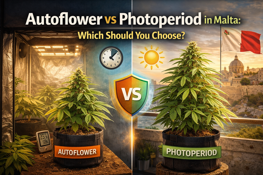 Autoflower vs Photoperiod in Malta: Which Should You Choose?