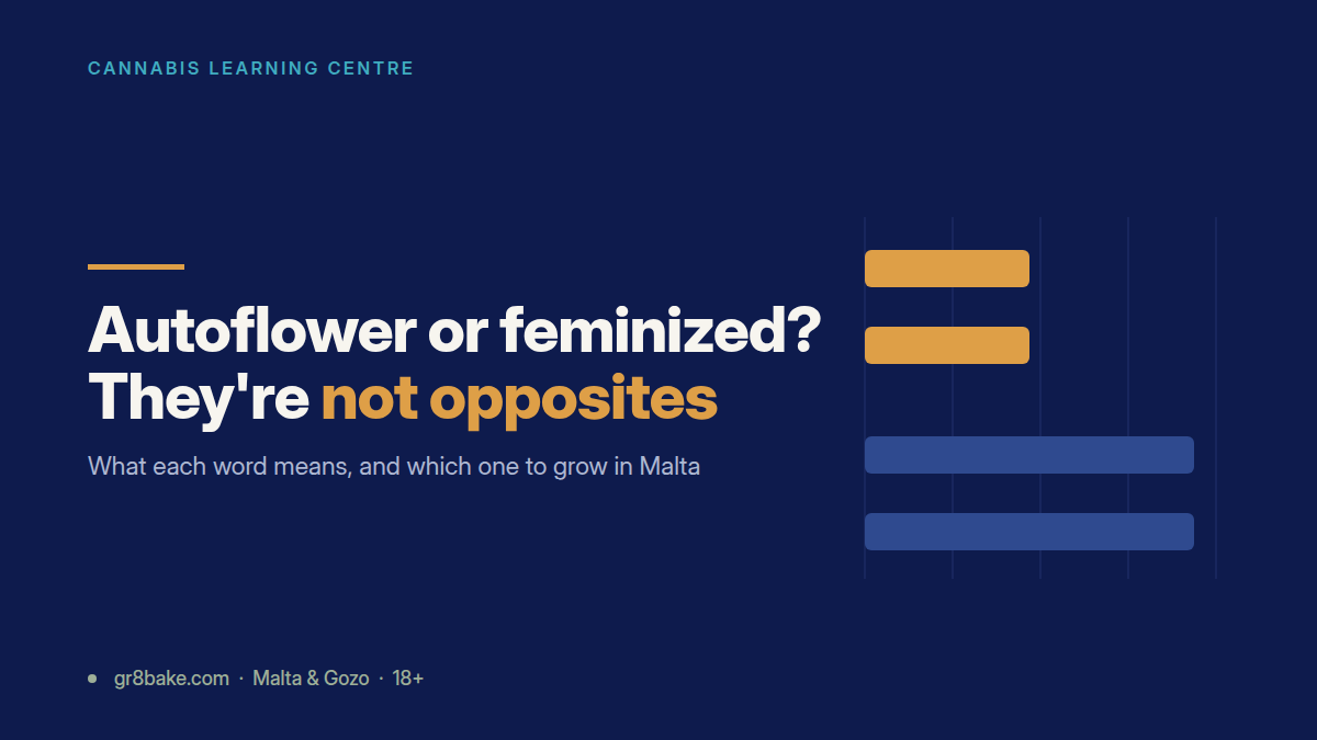 Gr8Bake guide to autoflower versus feminized cannabis seeds for growing in Malta