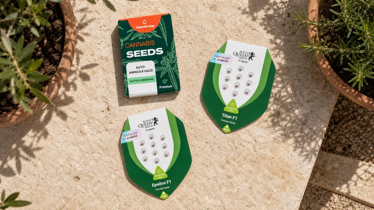 Cannabis seed packets arranged on a Maltese terrace