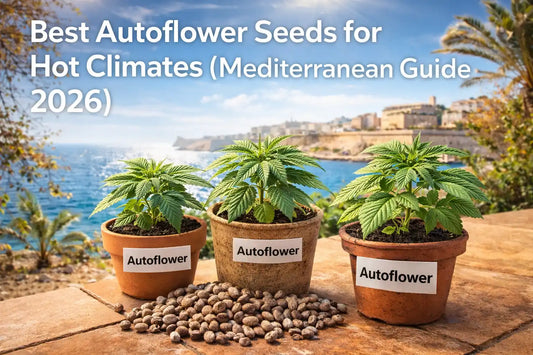 Autoflower cannabis plants growing in pots under Mediterranean sun, ideal seeds for hot climates like Malta