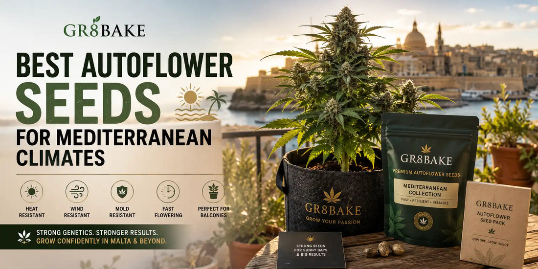 Mediterranean balcony autoflower cannabis plants and seed packs featured in a Malta-focused growing guide for hot climate autoflower strains