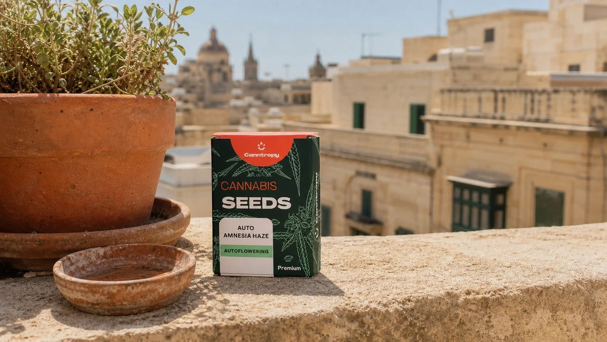 Autoflower cannabis seed pack in Malta’s warm Mediterranean climate