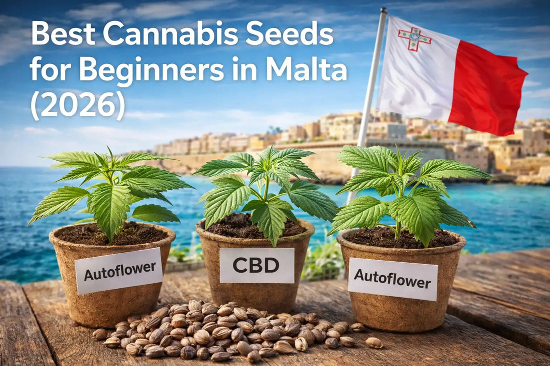 Best cannabis seeds for beginners in Malta including autoflower and CBD strains growing in pots by the sea