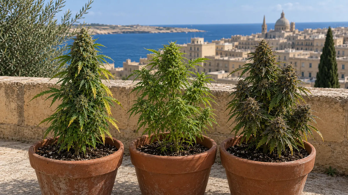 Three potted cannabis plants on a terrace overlooking Malta