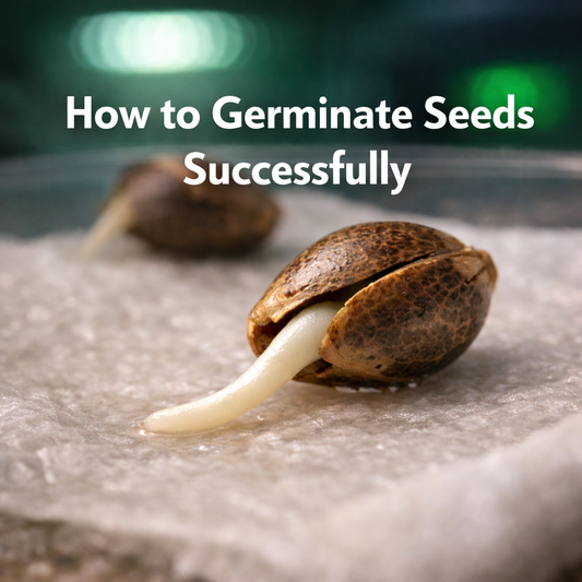 Cannabis seed germination showing a white taproot emerging under warm, controlled conditions - Malta Guide