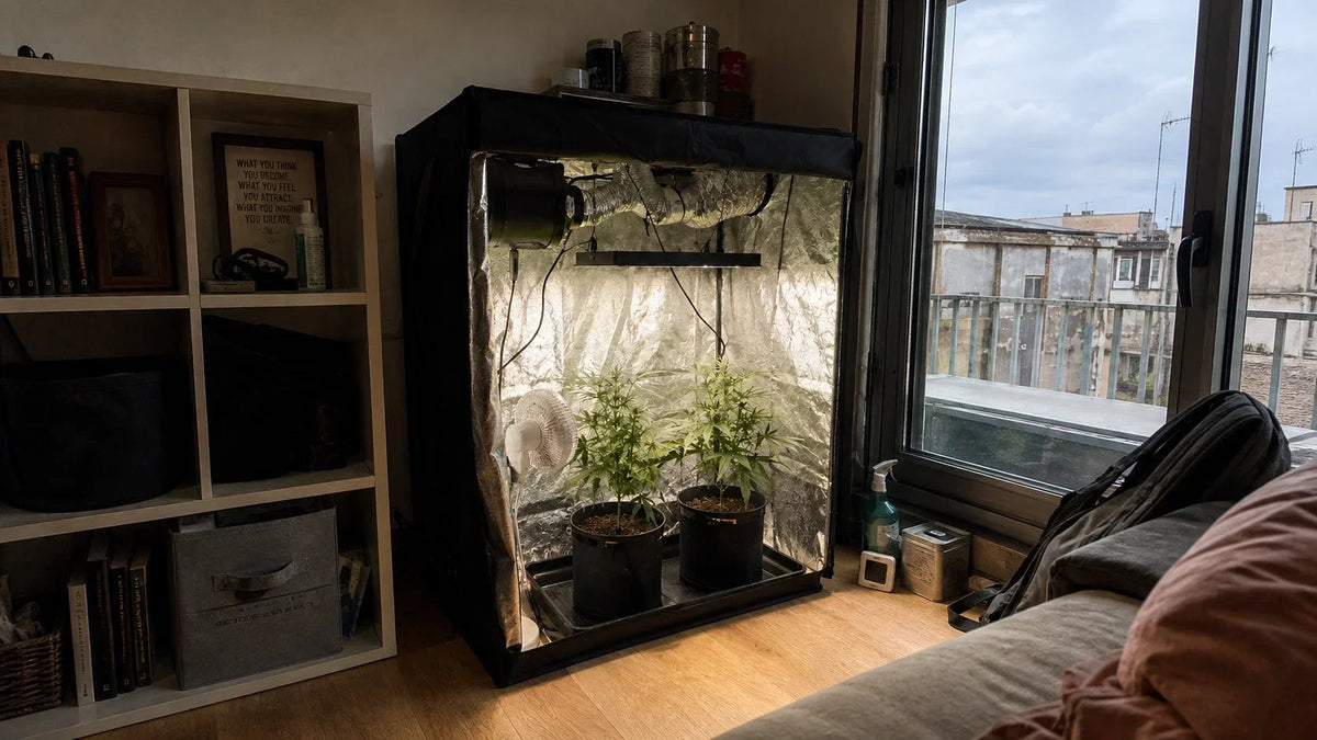 Cannabis plants inside a compact reflective grow enclosure beside a window