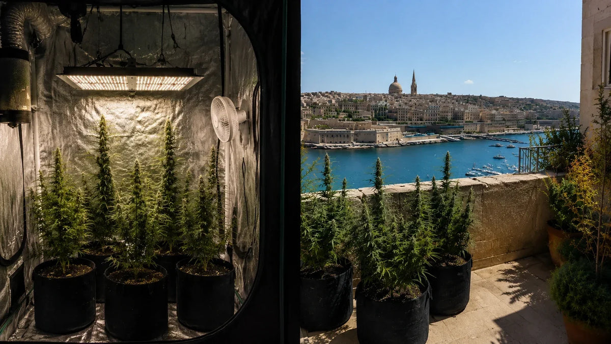 Indoor grow tent and outdoor balcony cannabis plants in Malta