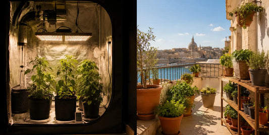 Split-screen comparison of indoor grow tent and Mediterranean balcony container garden in Malta for indoor vs outdoor growing guide