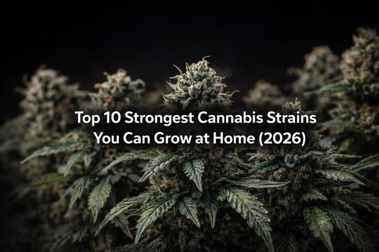Top 10 Strongest Cannabis Strains (High THC Seeds You Can Grow at Home)