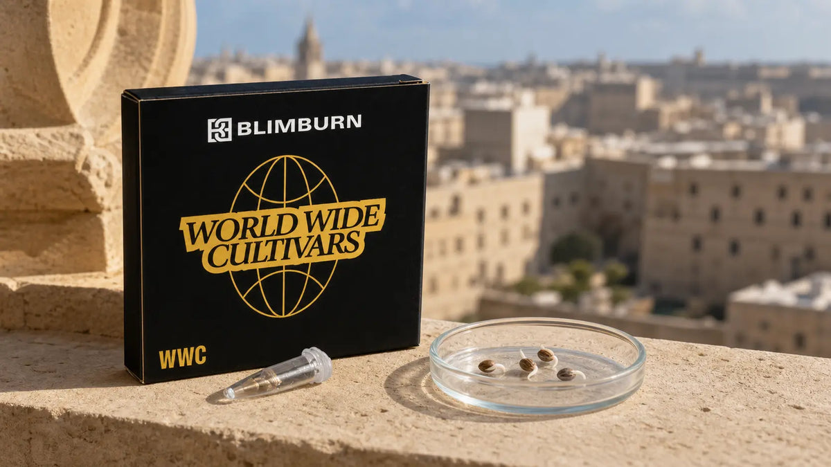 Cannabis seed package and seeds displayed on a limestone
