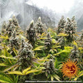 Barney's Farm Pineapple Chunk Feminised Seeds, 80% Indica, 3 Pack 