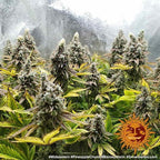 Barney's Farm Pineapple Chunk Feminised Seeds, 80% Indica, 3 Pack 