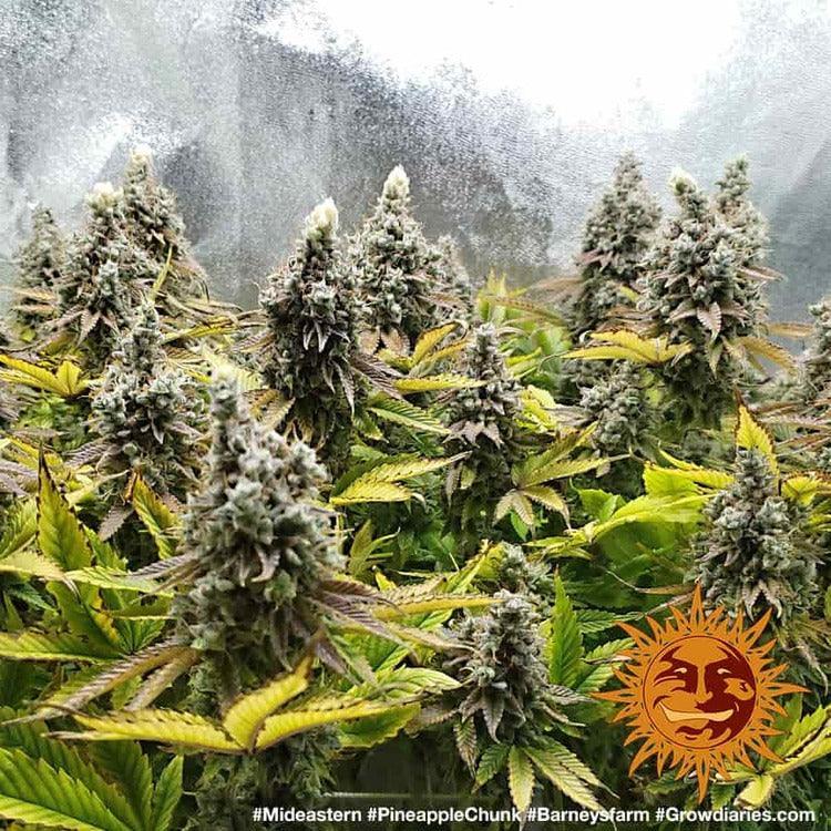Barney's Farm Pineapple Chunk Feminised Seeds, 80% Indica, 3 Pack 