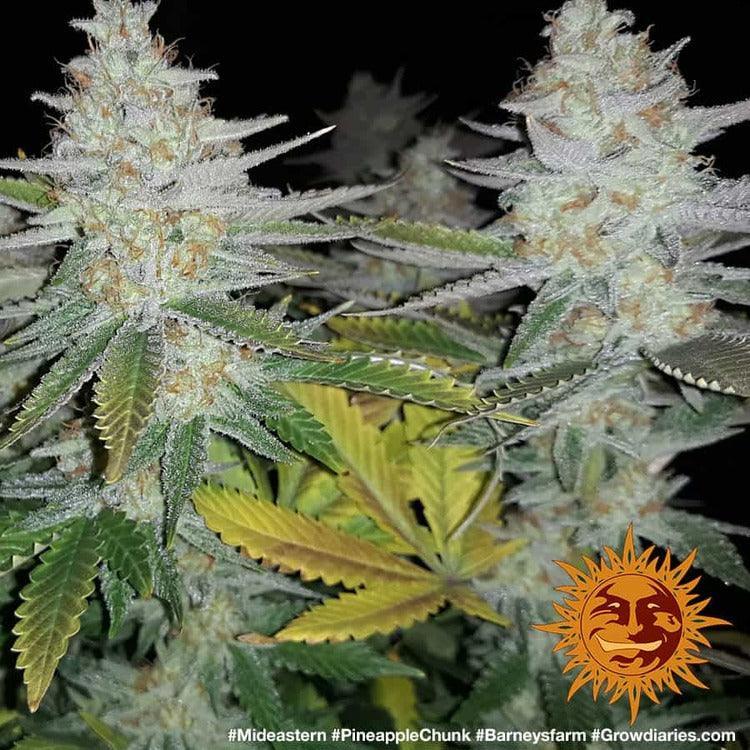 Barney's Farm Pineapple Chunk Feminised Seeds, 80% Indica, 3 Pack 