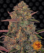 Barney's Farm Pineapple Chunk Feminised Seeds, 80% Indica, 3 Pack 