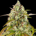 Barney's Farm Pineapple Express Auto Cannabis Seeds, 25% THC, 3 Seeds 