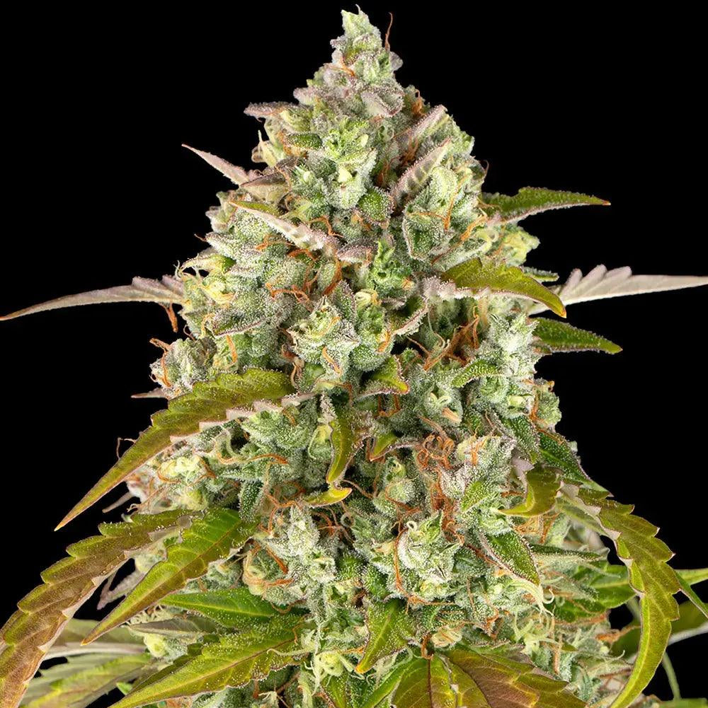 Barney's Farm Pineapple Express Auto Cannabis Seeds, 25% THC, 3 Seeds 
