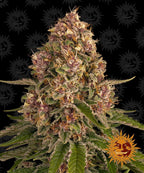 Barney's Farm Pink Kush Feminised Cannabis Seeds, Indica, 3 Pack 