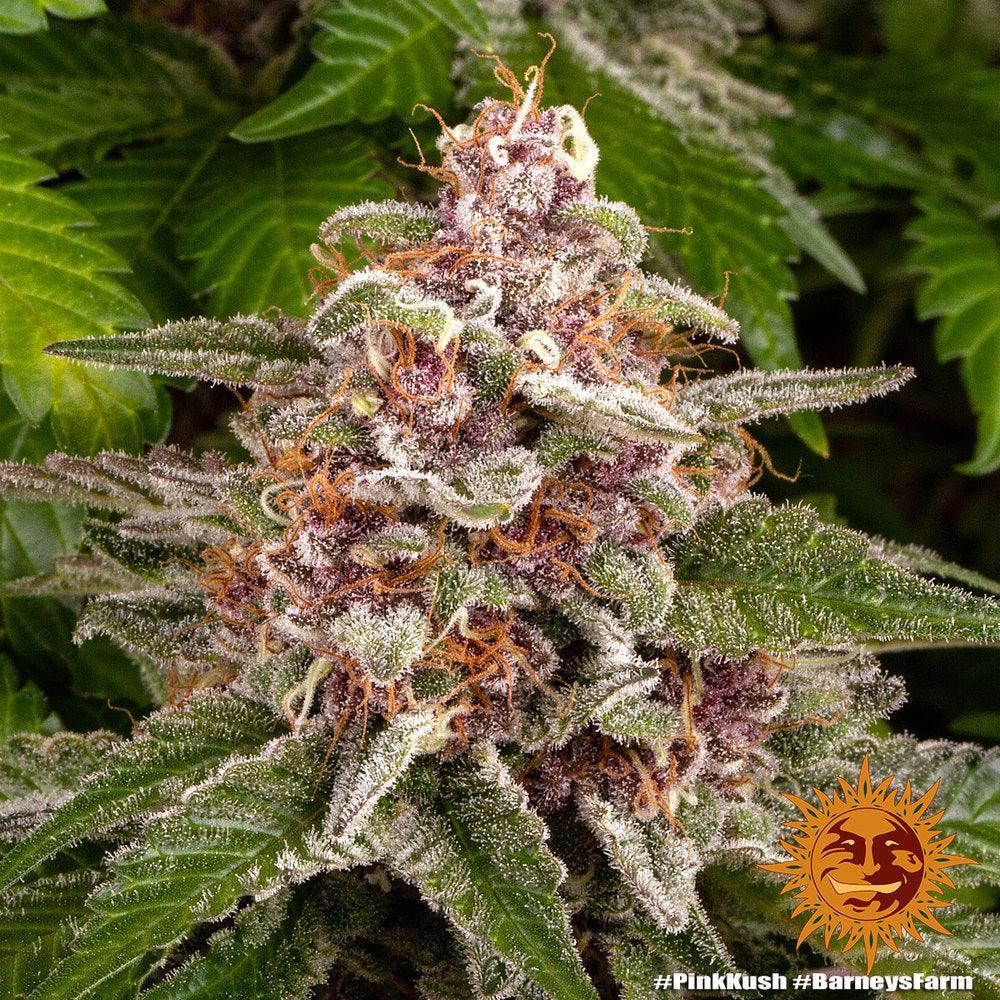 Barney's Farm Pink Kush Feminised Cannabis Seeds, Indica, 3 Pack 