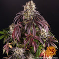Barney's Farm Purple Punch Feminised Seeds, 90% Indica, 3 Pack 