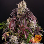Barney's Farm Purple Punch Feminised Seeds, 90% Indica, 3 Pack 