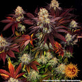 Barney's Farm Runtz x Layer Cake Cannabis Seeds, 27% THC, 3 Seeds 