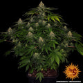Barney's Farm Shiskaberry Cannabis Seeds, 100% Indica, 3 Seeds 
