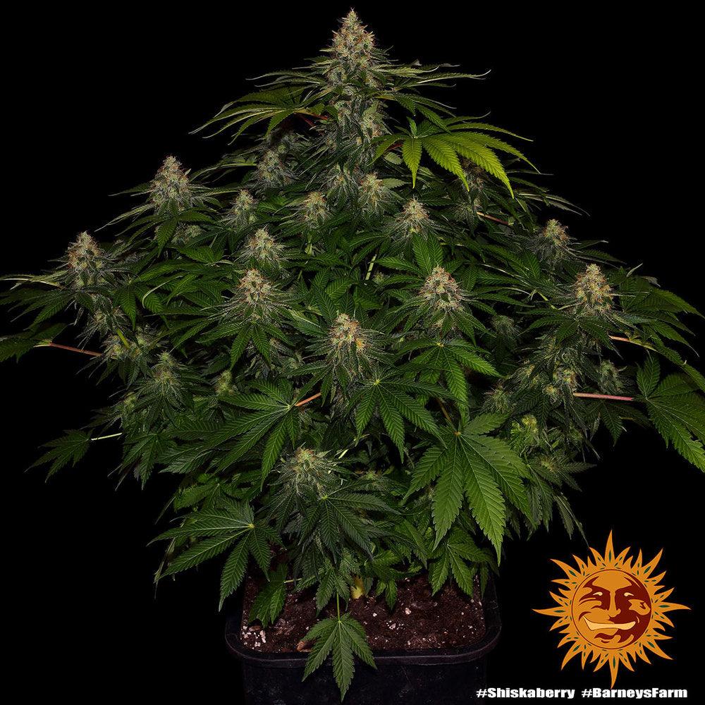 Barney's Farm Shiskaberry Cannabis Seeds, 100% Indica, 3 Seeds 